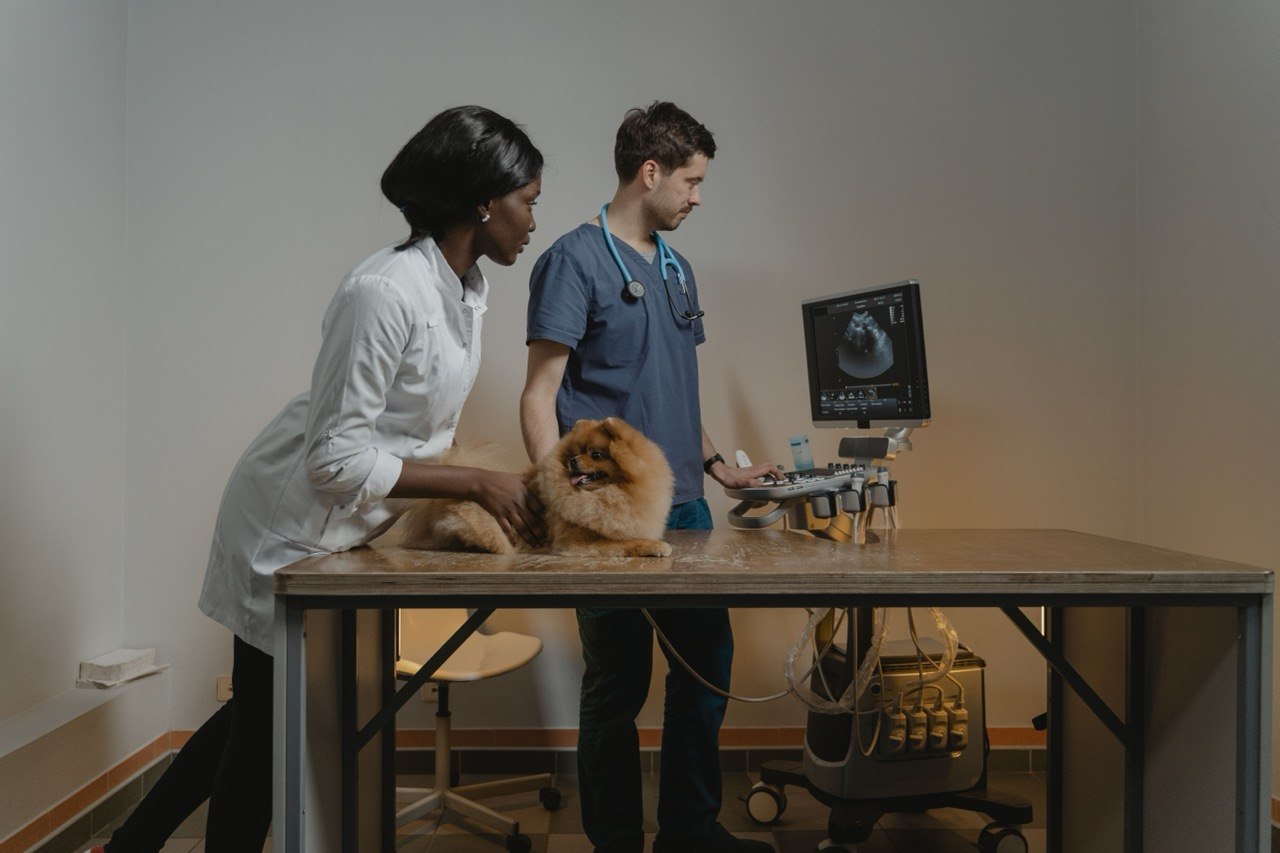 دامپزشک در حال معاینه سگ