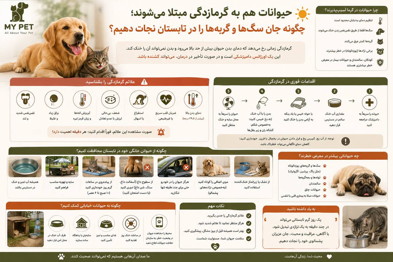 تصویری آموزشی و تابستانی از سگ و گربه که علائم گرمازدگی، اقدامات فوری، راه‌های پیشگیری و مراقبت از حیوانات خیابانی را نشان می‌دهد؛ با تأکید بر آب، سایه و محیط خنک. لوگوی رسمی MY PET در گوشه بالا سمت چپ قرار دارد.