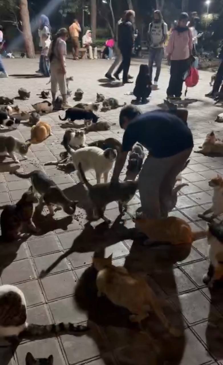 غذا دادن شهروندان تهران به گربه ها در پارک لاله خیابان کارگر