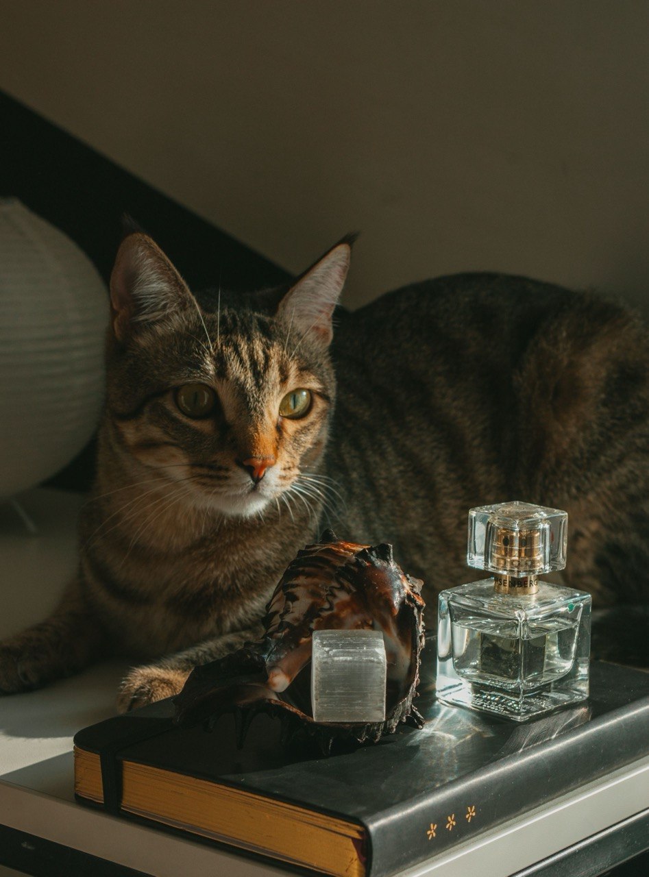 گربه در کنار عطر