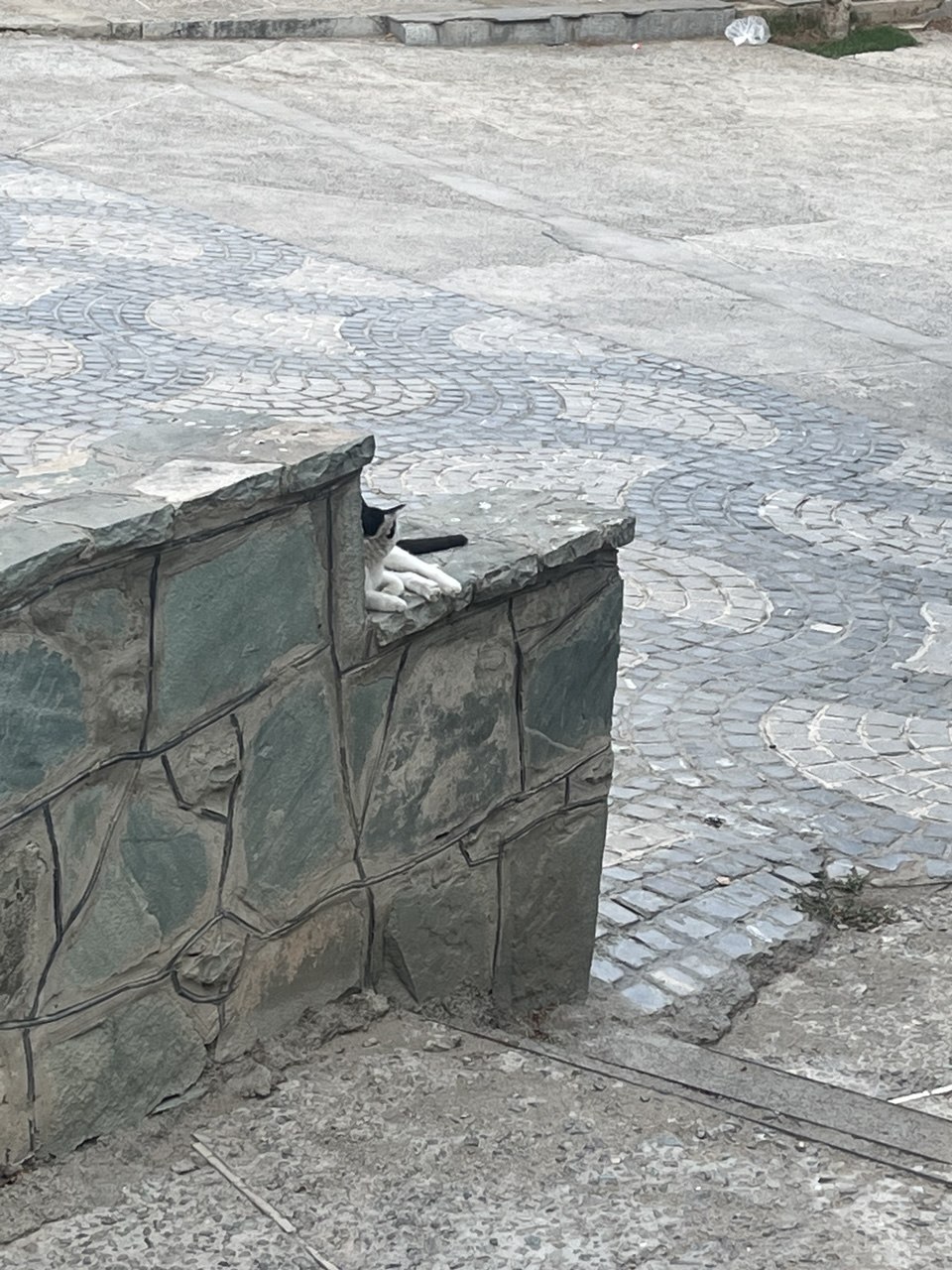 عکس از گربه در پارک ساعی تهران پروژه مهربانی